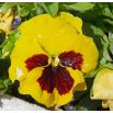 Bratek wielkokwiatowy - żółto-czerwony Yellow Red Eye