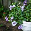 Petunia pełna Duo F1 - mieszanka