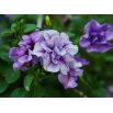 Petunia pełna Duo F1 - mieszanka