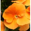 Bratek wielkokwiatowy - pomarańczowy Orange Sun