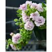Petunia pełna Duo F1 - mieszanka