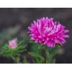 Aster karłowy Milady Rose