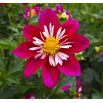 Dalia zmienna kołnierzykowa Collarette Dandy - mieszanka