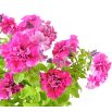 Petunia ogrodowa Polka F2 - o kwiatach pełnych