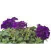 Petunia ogrodowa Polka F2 - o kwiatach pełnych