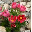 Sasanka Anemone pulsatilla - czerwona