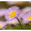 Aster tongolski