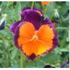 Bratek wielkokwiatowy - pomarańczowo-fioletowy Orange Violet