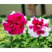 Petunia o kwiatach pełnych Bicola F2