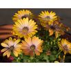 Osteospermum - mieszanka