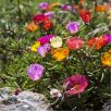 Portulaka