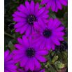 Osteospermum - mieszanka