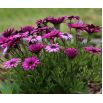 Osteospermum - mieszanka