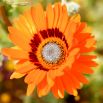 Wenidium