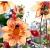 Dalia zmienna kołnierzykowa Collarette Dandy - mieszanka