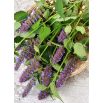 Agastache, Kłosowiec meksykański