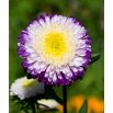 Aster - Belstead Supreme