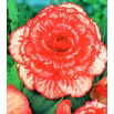 Begonia - Marmorata - czerwono-biała - 2 szt.