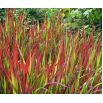 Imperata cylindryczna Red Baron - Imperata Cylindrica - trawy ozdobne - sadzonka