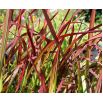 Imperata cylindryczna Red Baron - Imperata Cylindrica - trawy ozdobne - sadzonka