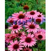 Jeżówka purpurowa - Echinacea - 1 szt.