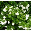Kalina koralowa - Roseum - sadzonka