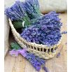 Lawenda pachnąca niebieska - Hidcote Blue Strain - sadzonka - NOWOŚĆ