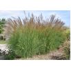 Miskant chiński Yaku Jima - Miscanthus sinensis - trawy ozdobne - sadzonka