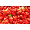 Papryka Habanero - piekielnie ostra