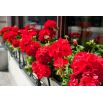 Pelargonia w doniczce - czerwona - sadzonka 25 cm