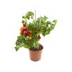 Pomidor Balkoni Red F1 - balkonowy