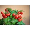 Pomidor Balkoni Red F1 - balkonowy