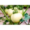 Pomidor White Beefsteak - biały