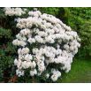 Rododendron biały, azalia - Cunningham's White - sadzonka