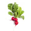 BIO Rzodkiewka Saxa 2 - Certyfikowane nasiona ekologiczne