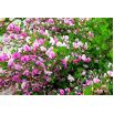 Szczodrzeniec purpurowy - sadzonka