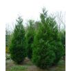 Thuja, Tuja, Żywotnik - Kórnik - sadzonka