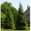 Thuja, Tuja, Żywotnik - Kórnik - sadzonka