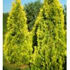 Thuja, Tuja, Żywotnik zachodni - Sunkist - sadzonka