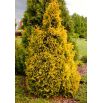 Thuja, Tuja, Żywotnik zachodni - Sunkist - sadzonka