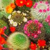 Mamilaria - kaktus meksykański - mieszanka gatunków