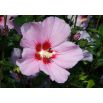 Ketmia, Hibiskus - Maike - sadzonka