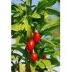 Jagody goji - Kolcowój Big Berry - duże owoce - sadzonka
