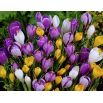 Krokus wielkokwiatowy mix - opak. 10 szt.