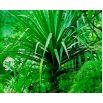 Dracena smocza
