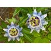Męczennica błękitna - Passiflora Caerulea - sadzonka