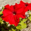 Petunia wielkokwiatowa - czerwona