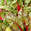 Burak liściowy Rhubarb Chard - czerwony