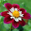 Dalia zmienna kołnierzykowa Collarette Dandy - mieszanka