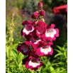 Penstemon Hartwego - mieszanka kolorów